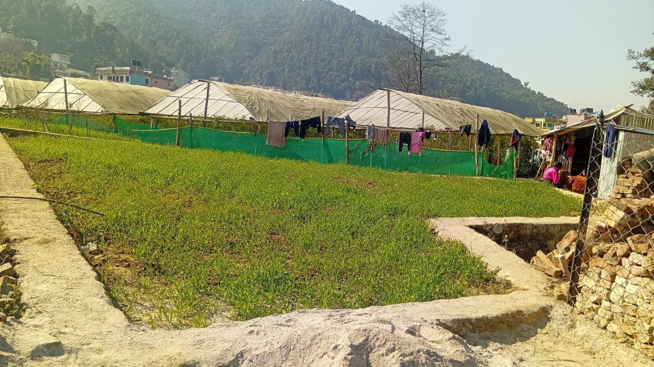 Land for Sale in Lamatar