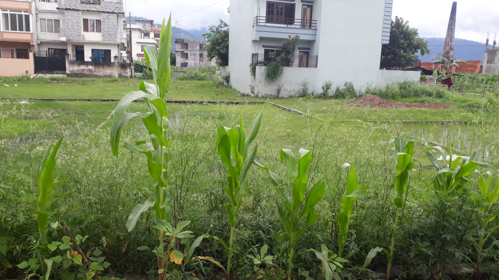 Land for Sale in Harisiddhi 4.5 aana