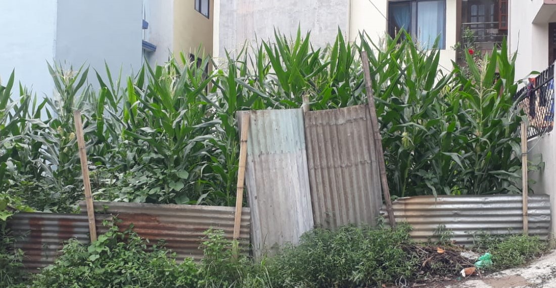 Land for Sale in Kalanki, Dhungeadda