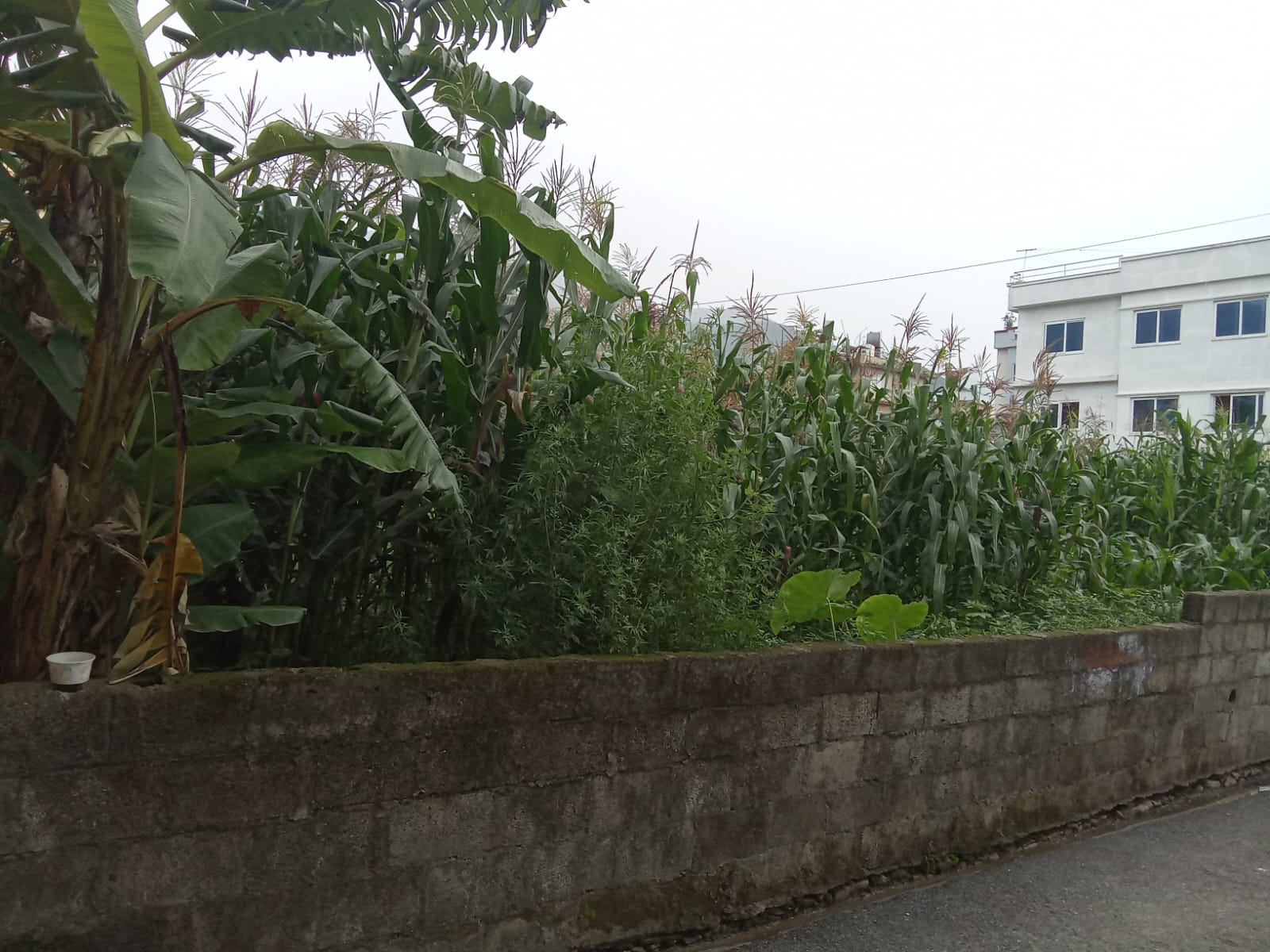 Land for Sale in Machchhegaun