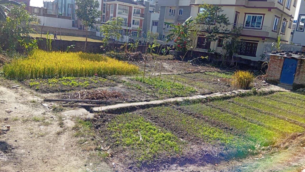 Land for Sale in Tallo Pasikot, Budhanilkantha