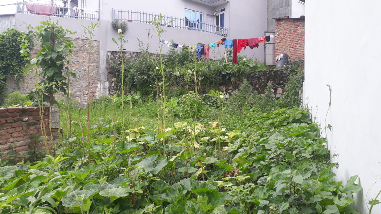 Land for Sale in Purano Naikap