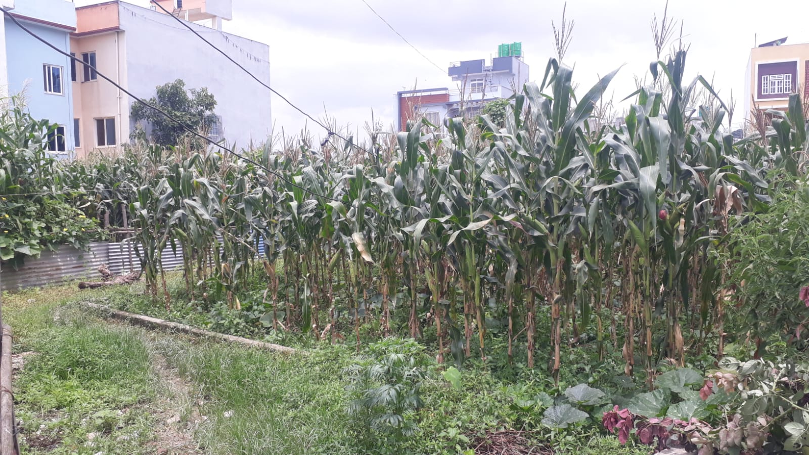 Residential Land for Sale in Nakhipot, Kantipur Colony