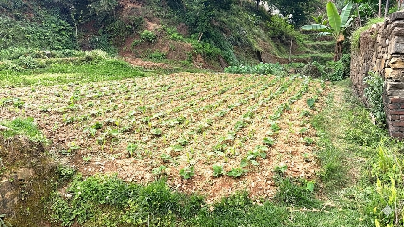 Land for Sale at Thankot