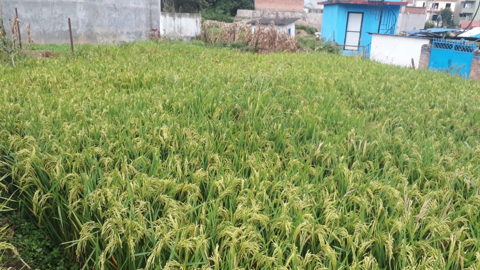 Land for Sale in Bhatkepati, Kirtipur