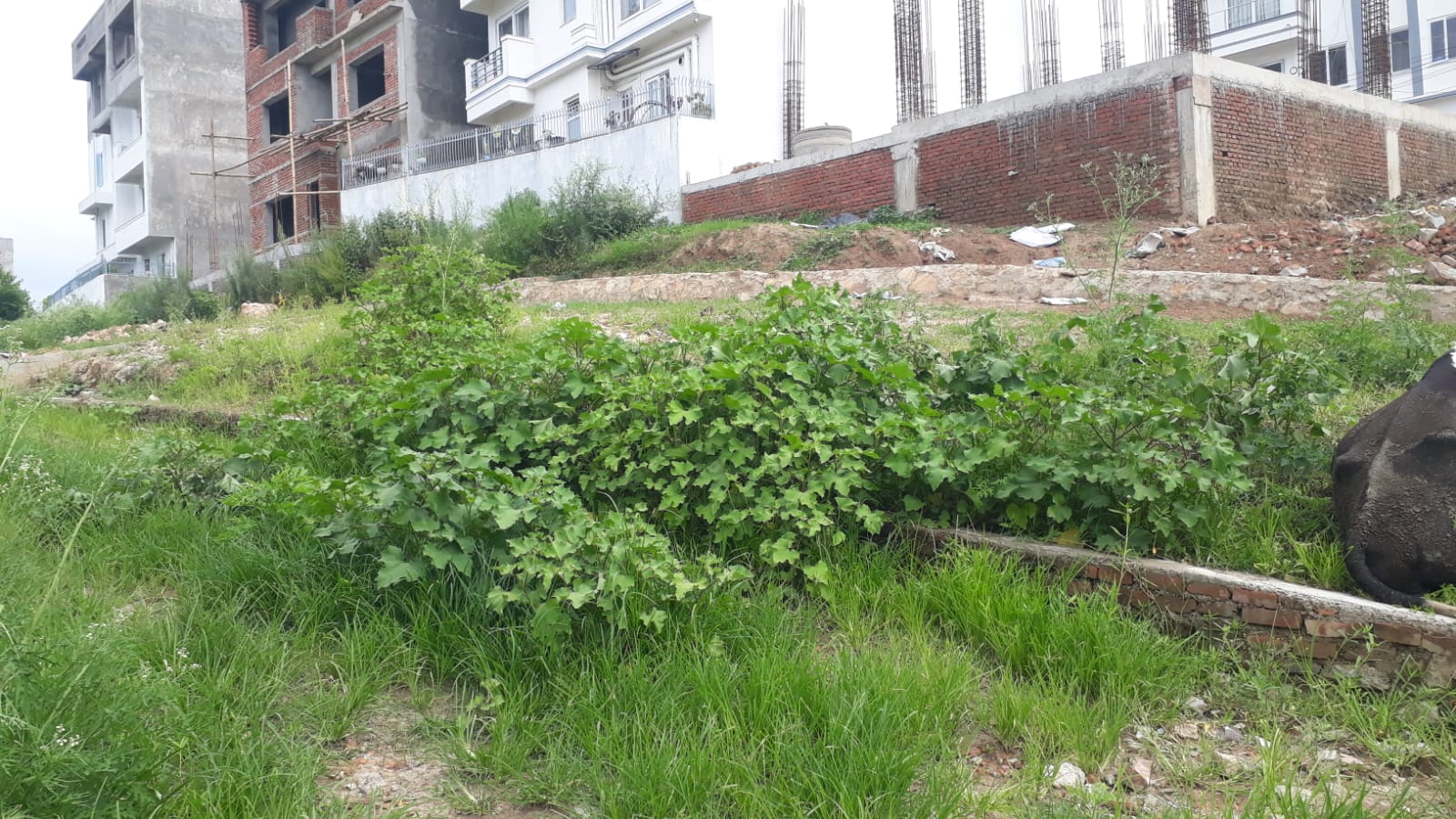 Residential Land for Sale in Dhapakhel