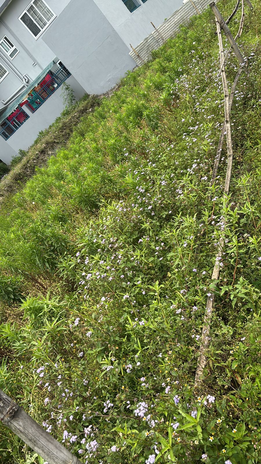 Total Land for Sale in Budhanilkantha, Kathmandu