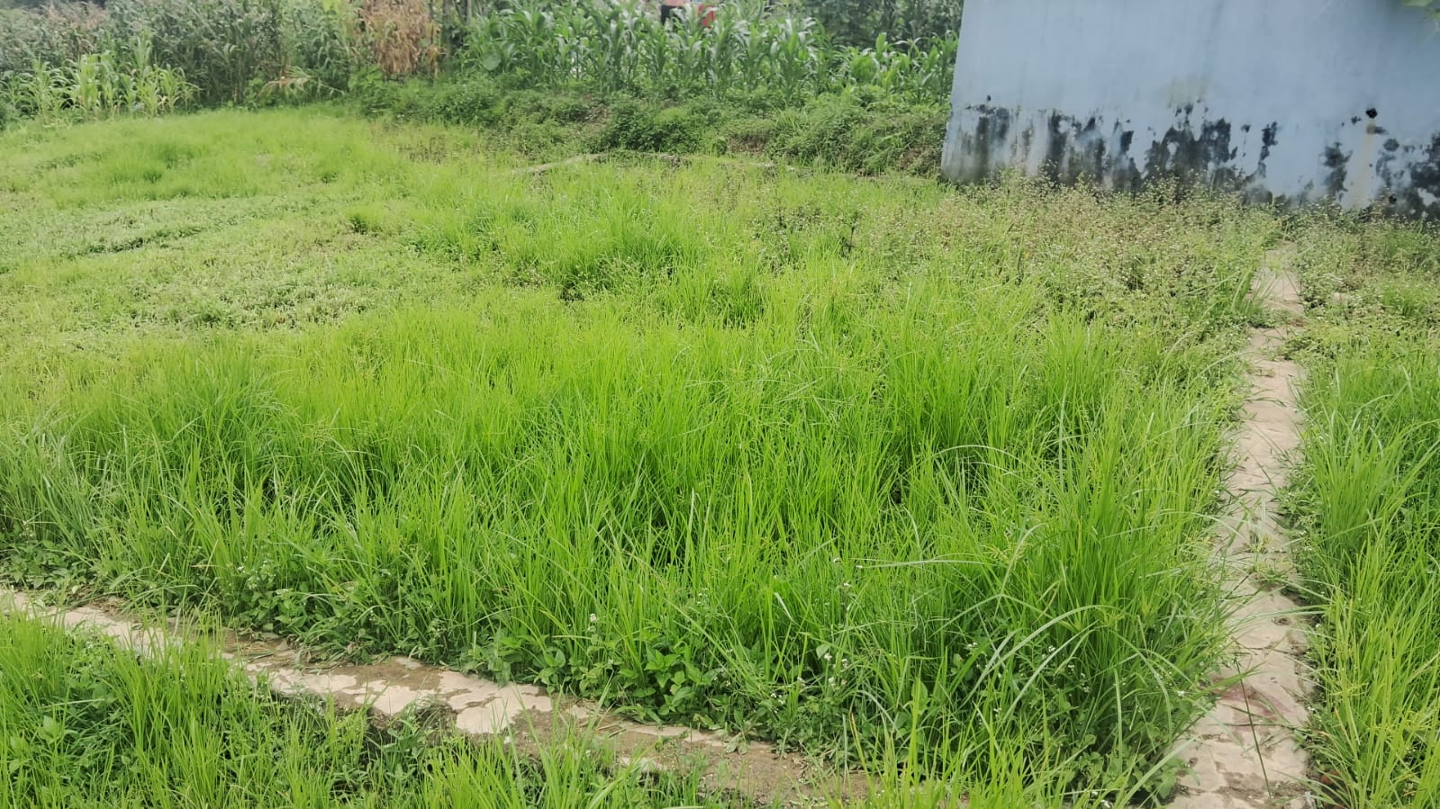 Land for Sale in Khadka Gau
