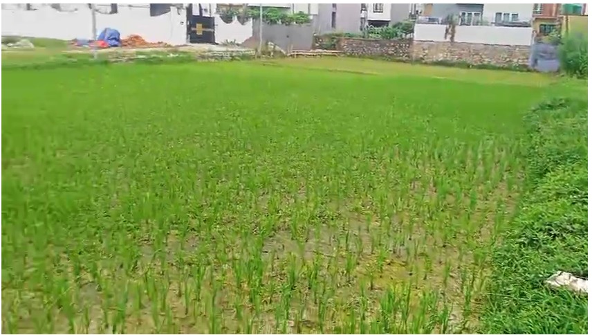 Land for Sale in Pasikot, Budhanilkantha