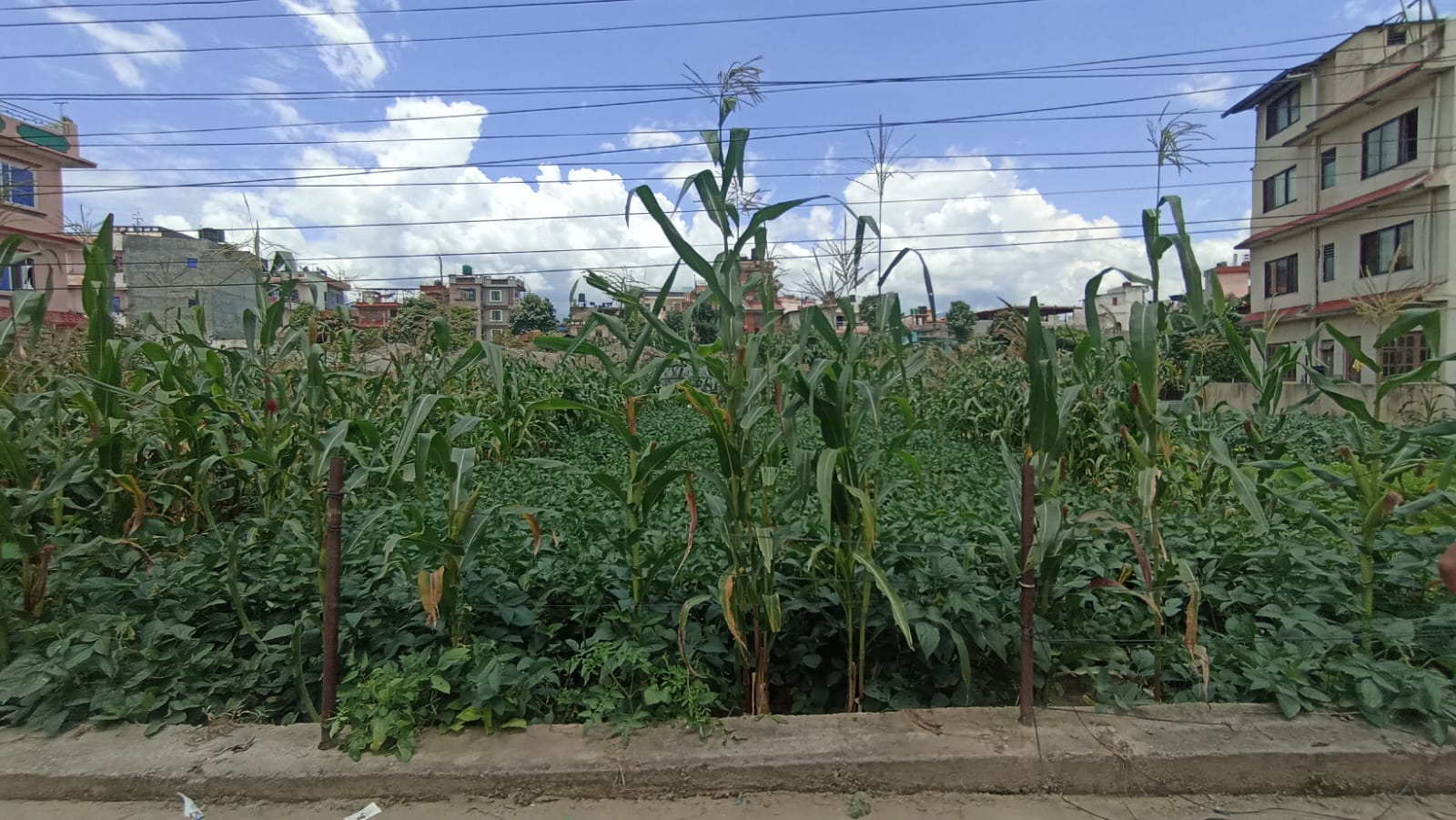 Prime Residential Land for Sale – Mulpani, Pipalbot