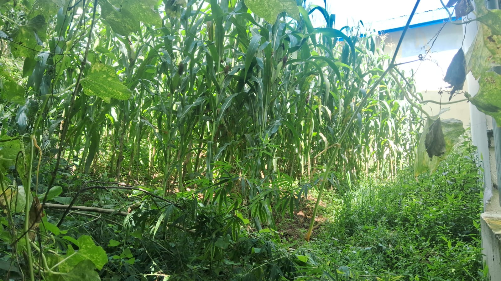 Land for Sale in Ramkot