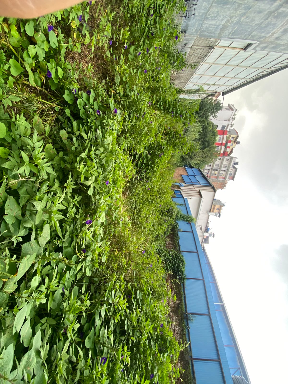 19 land For Sale In Kalanki